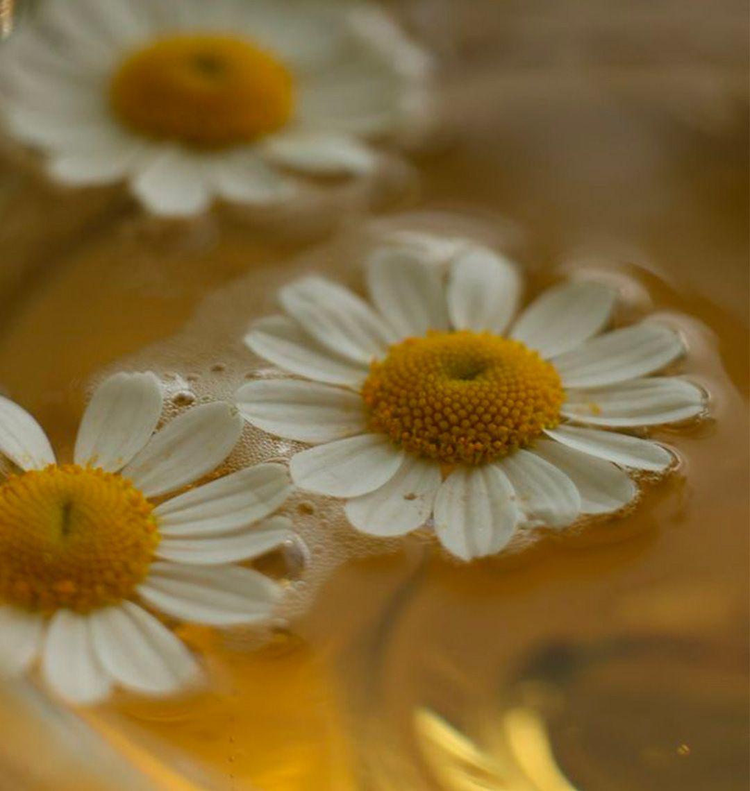 Chamomile Tea